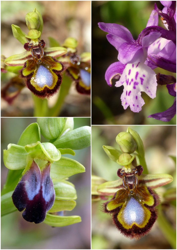 Orchidee in Sardegna, un fine settimana a 78 giri!
